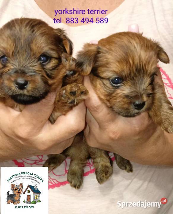 Jedna dziewczynka i dwóch chłopaków Mochała