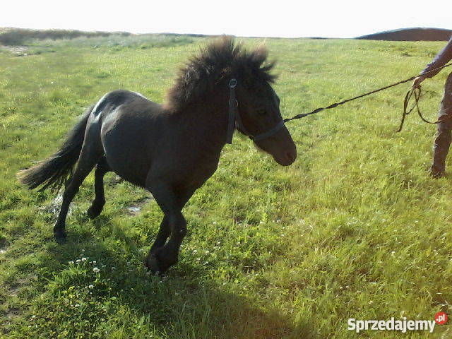 kuca walijskiego Myśliborki