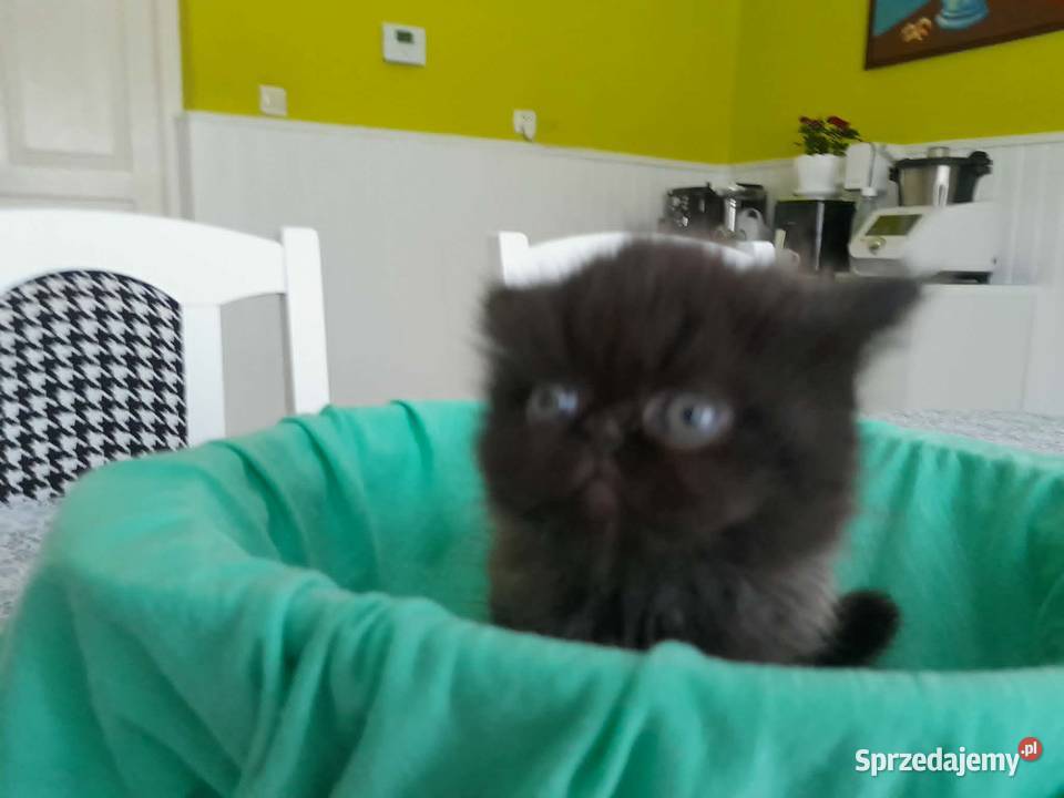 Kocurek perski czarno dymny pers