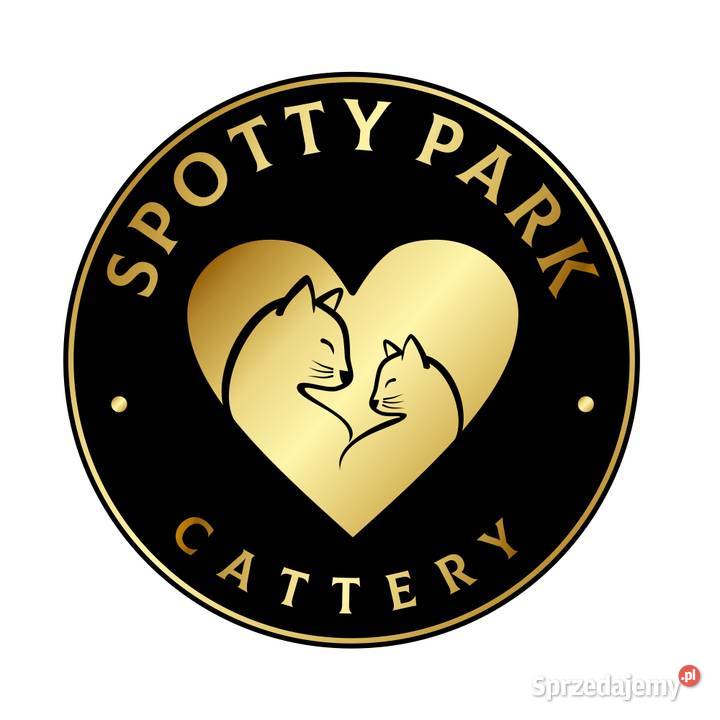 Srebrne kocięta bengalskie Lubliniec