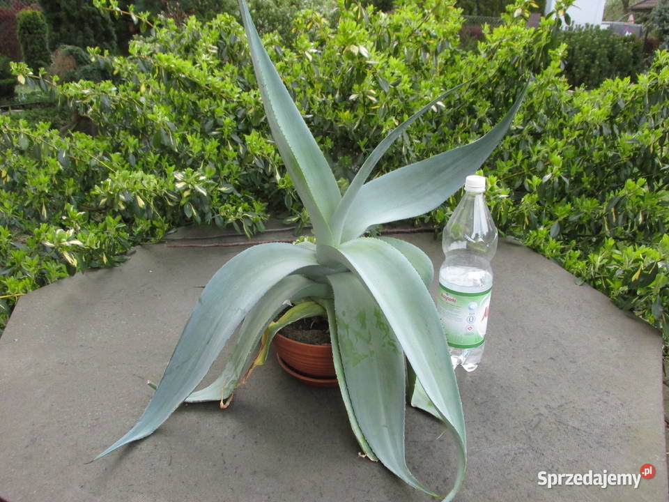 Agawa platynowa agave guingenola platinium Kraków