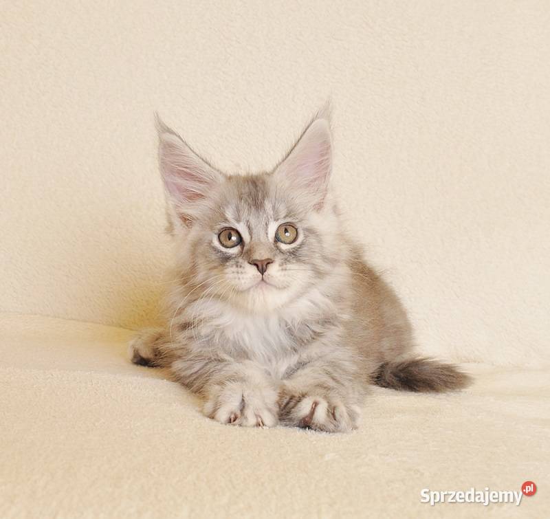 Przepiękny kocurek Maine Coon z rodowodem PZFWCF podlaskie Białystok
