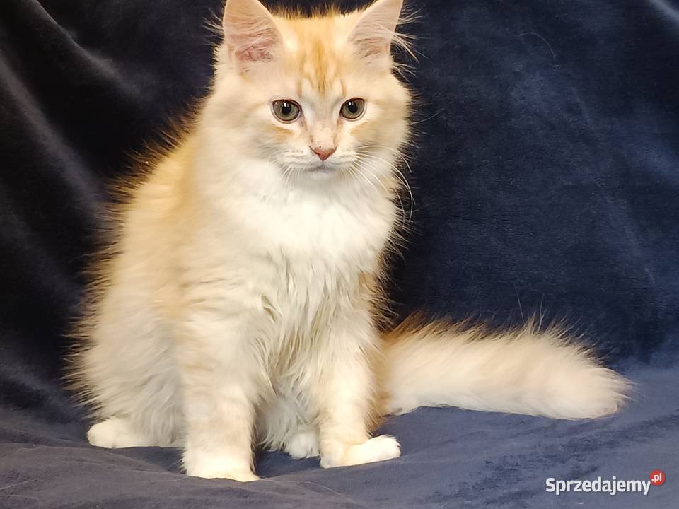 Koty Syberyjskie PICOLLO ZKolakowegoDomu wielkopolskie Kwilcz