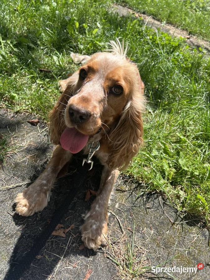 Sunia Cockier spaniel angielski Cocker Spaniel Koronowo