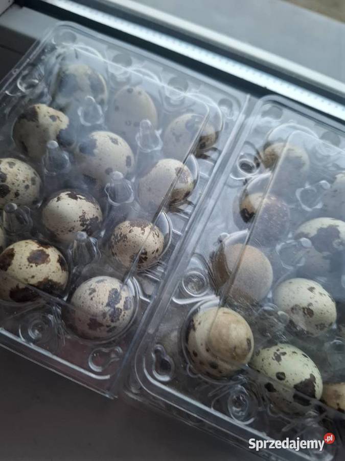 Jaja przepiórcze sprzedam