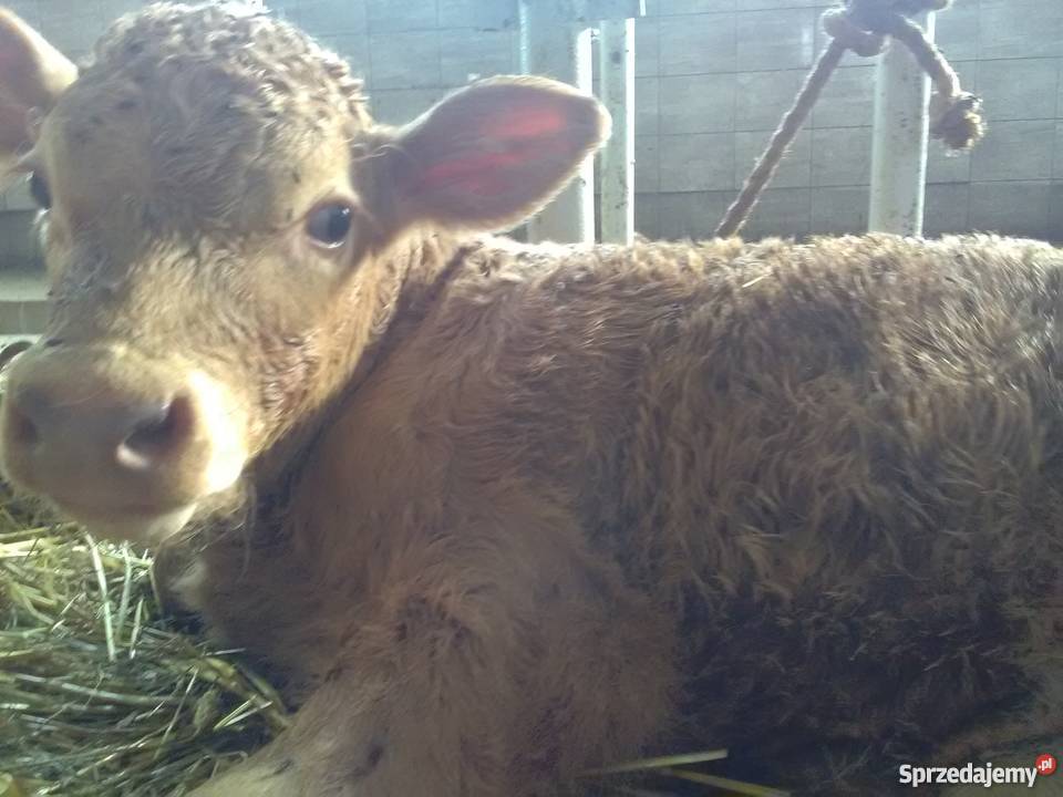 Sprzedam byczka rasy szarolez mazowieckie Wierzbno