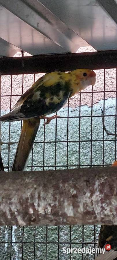 Rozela królewska szek samiec Ptaki Wodzisław Śląski