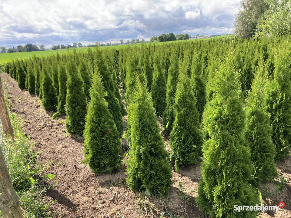 TujaThujaTuje Szmaragd 140210 Rypin