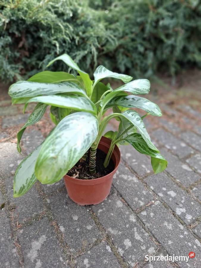 Aglaonema Silver Bay Szczecin sprzedam