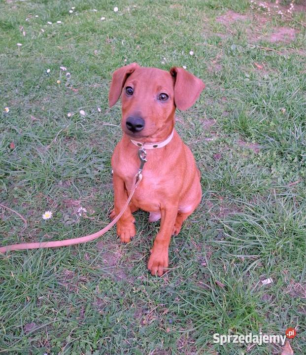 Pinczer pinczery pinczerki miniaturowe z pomorskie Chojnice sprzedam