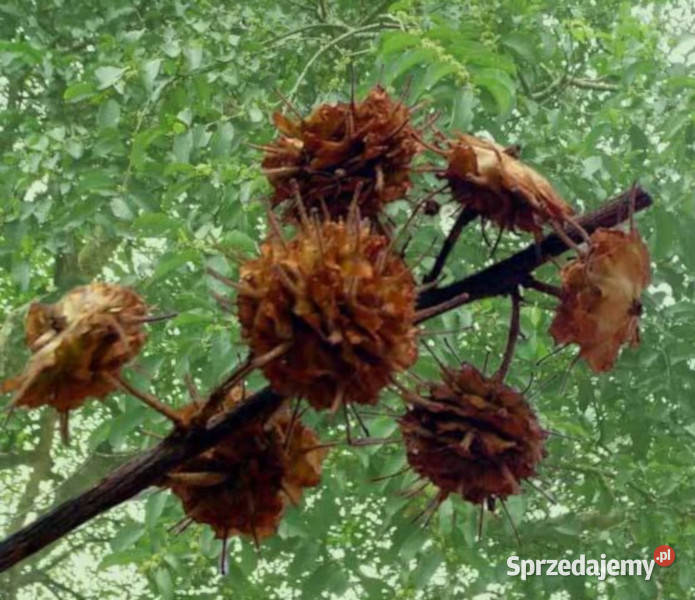 ANOGEISSUS LATIFOLIA Anogeissus latifolia kujawsko-pomorskie Lubanie