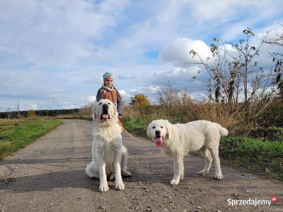 OWCZAREK PODHALAŃSKI lubelskie Łuków