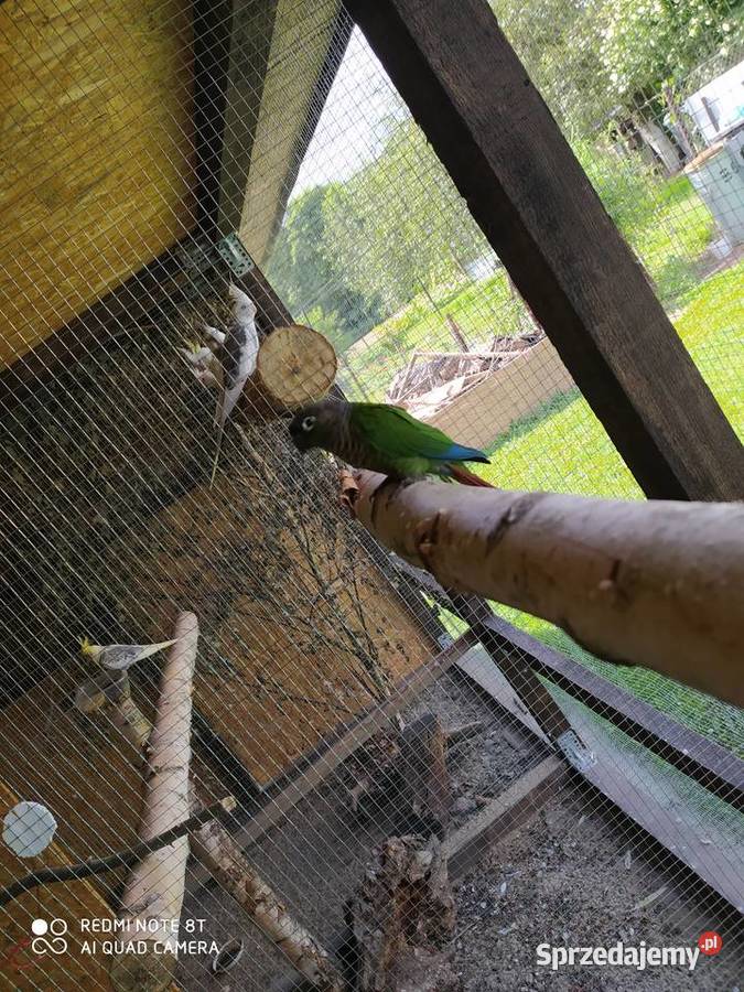 Rudosterki dobrana para udanych lęgach śląskie