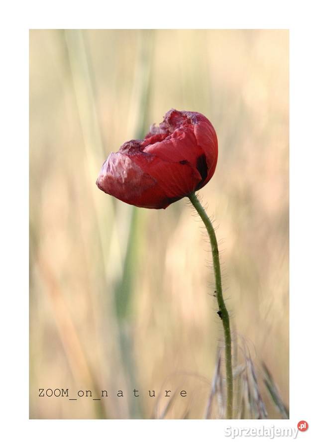 ZDJĘCIA przyrodnicze czII Witnica