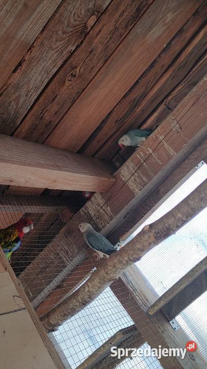 Aleksandretty i inne papugi mnichy Laski sprzedam