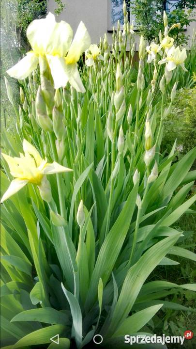 Kosaćce irysy kłącza sadzonki Kraków