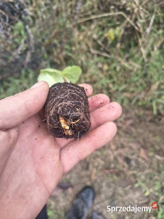 Sadzonki rabarbaru lubelskie Majdan Ostrowski