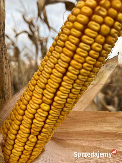 Nasiona kukurydzy Pioneer P7404 fao 180 wczesna Konin