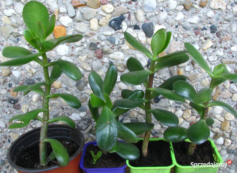 Grubosz jajowaty Crassula Ovata drzewko Brwinów