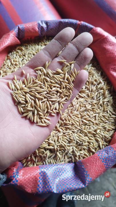 Owies czysty bez chwastów Pellet Zboża