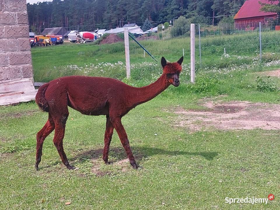Sprzedam alpaki Juryzdyka sprzedam