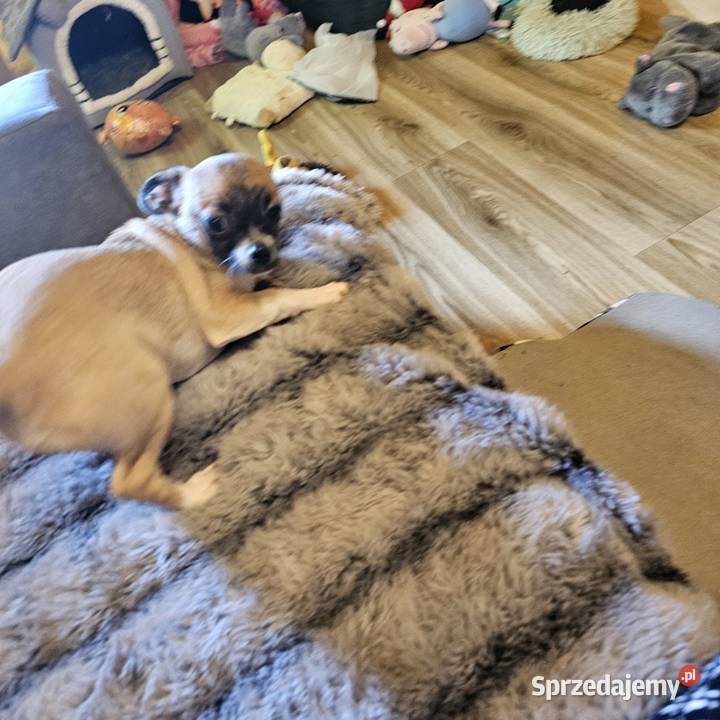 Chihuahua Exclusiv Piękny Mądry Jedyny taki Kołobrzeg