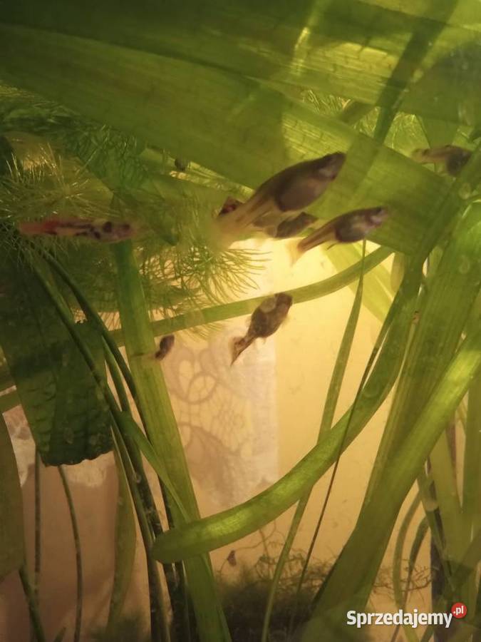 Gupiki łódzkie Piotrków Trybunalski