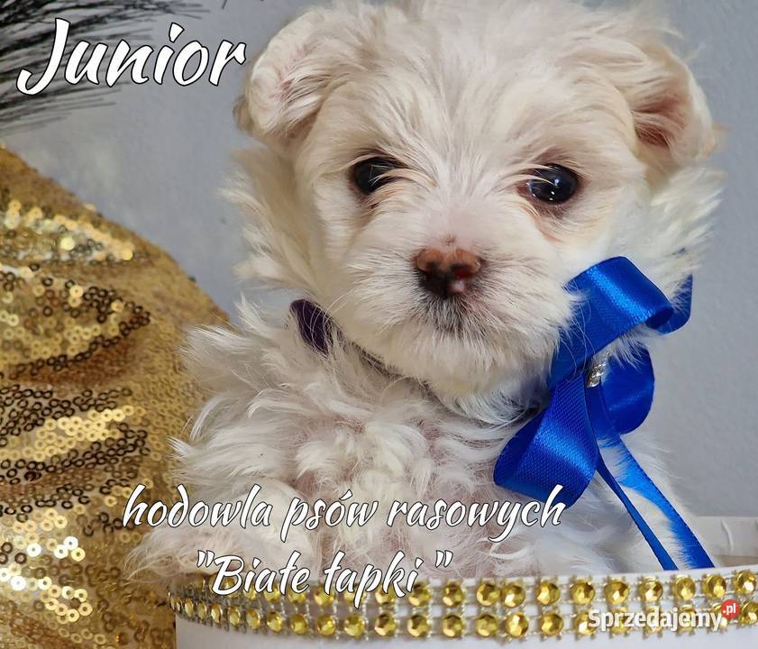 Maltanczyk piesek miniaturka Częstochowa sprzedam