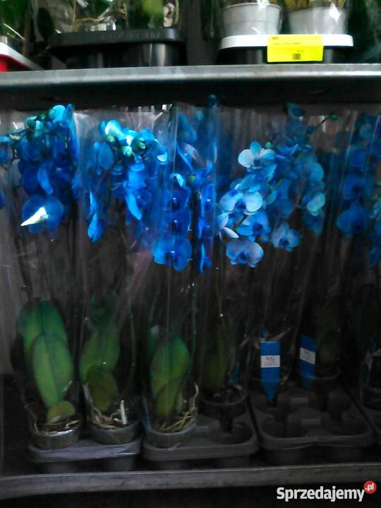 Storczyk Orchidea Phalaenopsis Blue Mistique Pozostałe Strzelce Opolskie