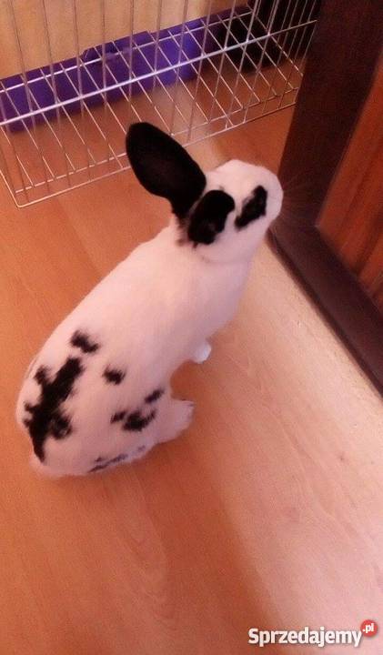 Królik miniaturka klatka Płock