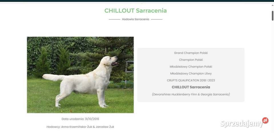 Labrador Retriever Grand Champion Polski wielkopolskie Środa Wielkopolska