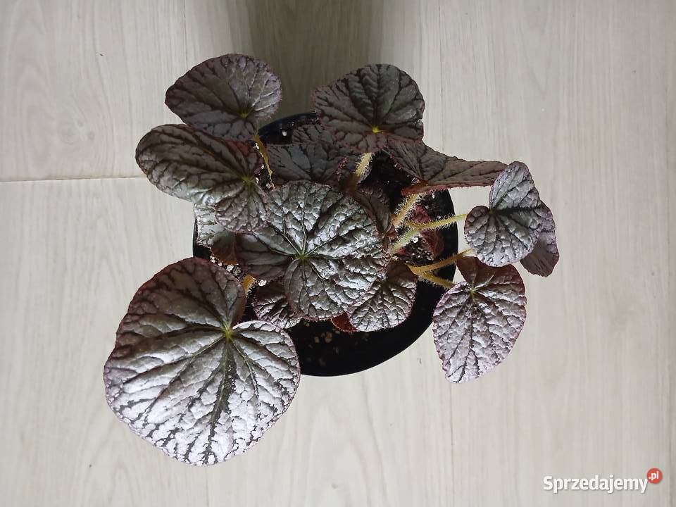 Begonia silver lace srebrna Częstochowa