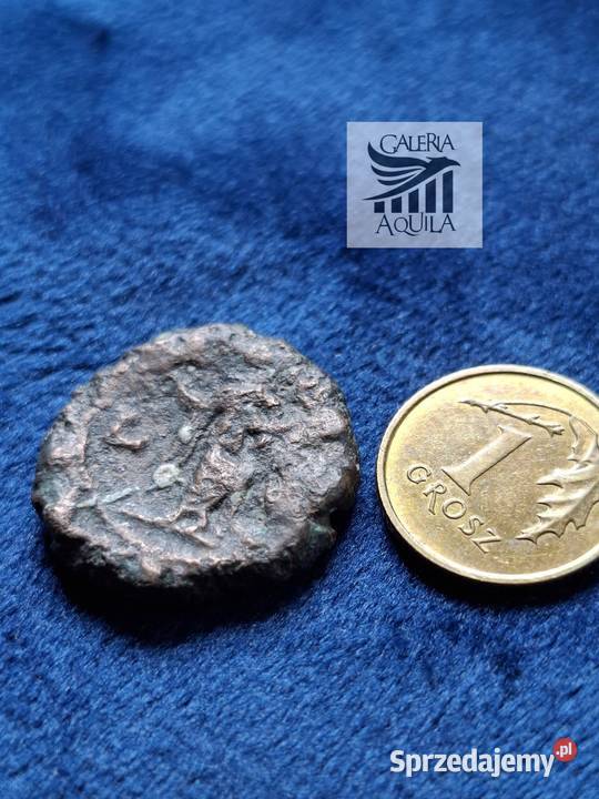 Tetradrachma Maksymian Aleksandria Wejherowo