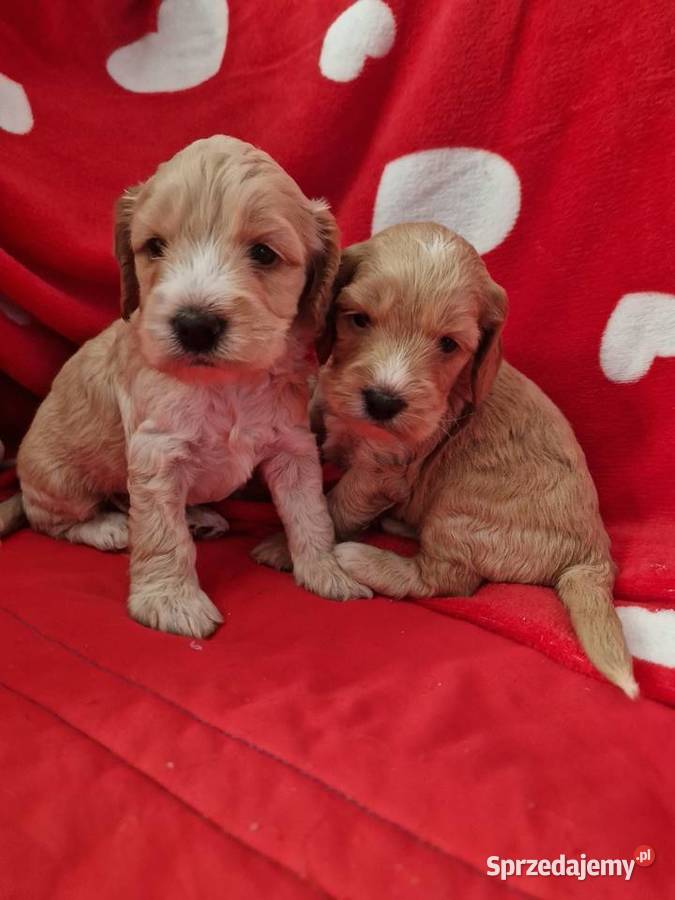 COCKAPOO cocker spanielpudel Rzeszów