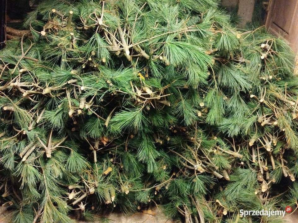 Sosna wejmutki Brzeg