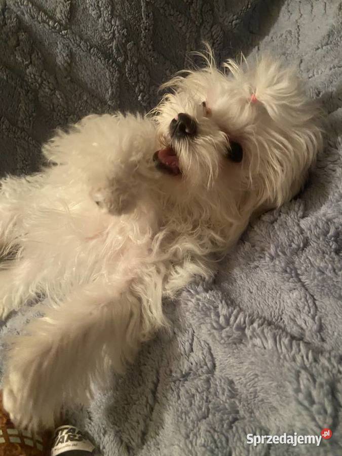 suczka i piesek maltańczyk