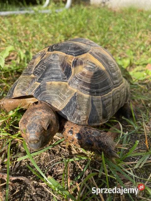 SPRZEDAM ŻÓŁWIA LĄDOWEGO Grodzisk Mazowiecki