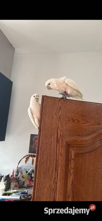 Kakadu Białooka Goffini Kakadu Ręcznie wielkopolskie Poznań