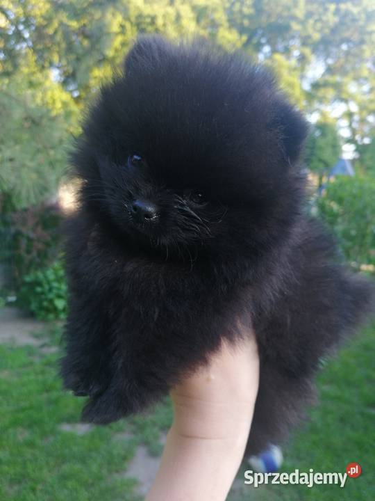 szpic miniaturowy pomeranian
