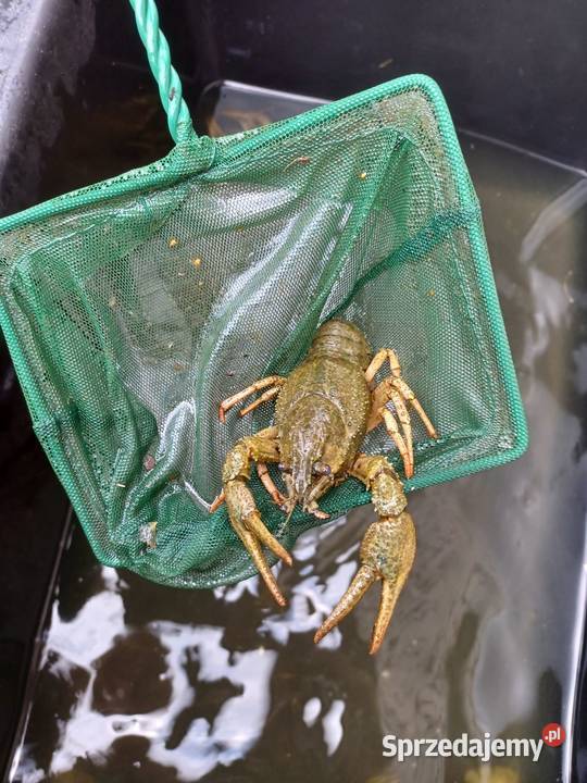 Rak szlachetny Kąty Wrocławskie sprzedam