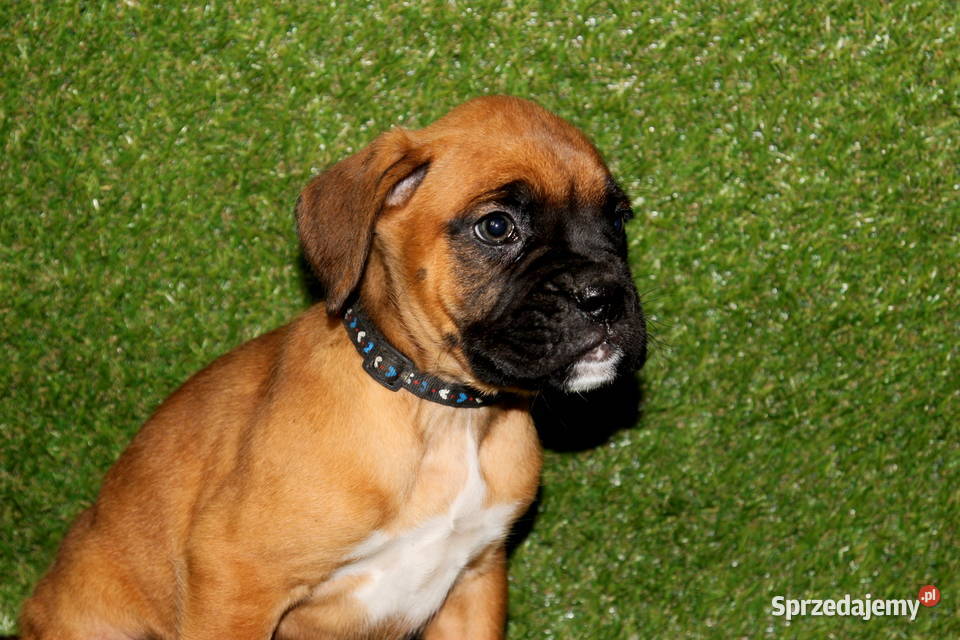 Szczeniak DRAGO Bokser z hodowli Family Bokser lubelskie