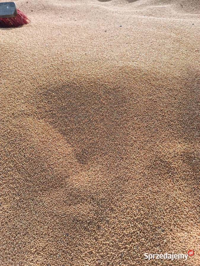 Proso papug Julianpol