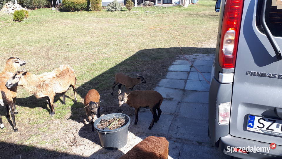 Owce kamerunskie Magdalenka