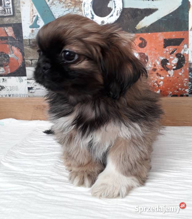 Pekińczyki gotowe do zmiany domu