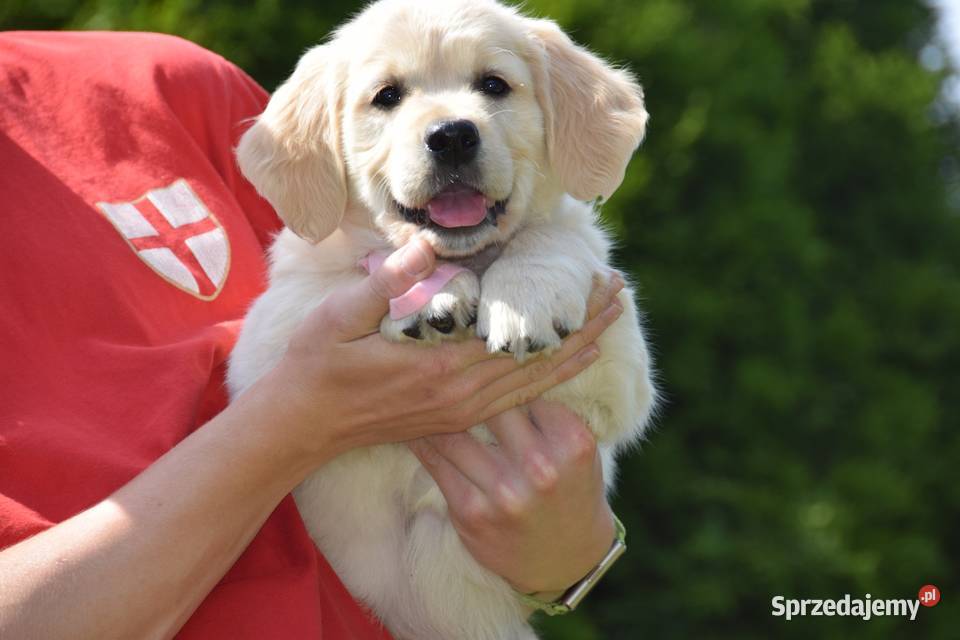 Szczenięta golden retriver ZKWP FCI Łochów