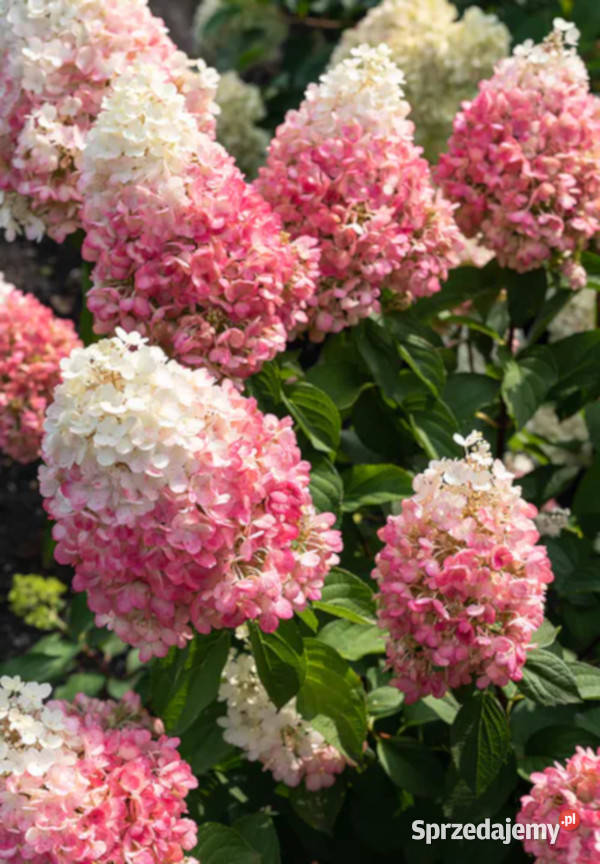 HORTENSJA BUKIETOWA Pink Rose sadzonki w Ustronie sprzedam