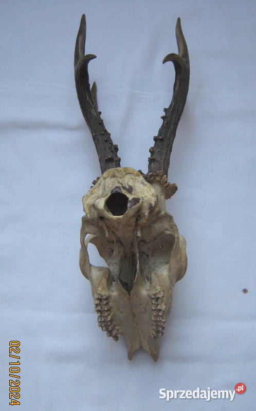 Poroże z czaszką Sport i Wypoczynek Kraków sprzedam