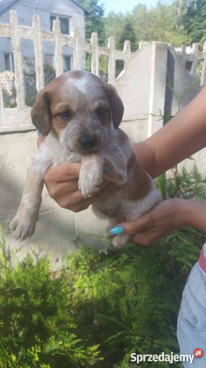 Szczeniaczki Zwierzęta łódzkie sprzedam