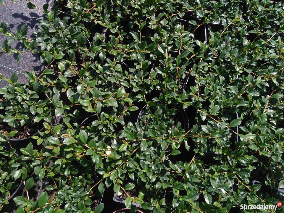 Irga Dammera Major Cotoneaster dammeri Major Garlica Duchowna