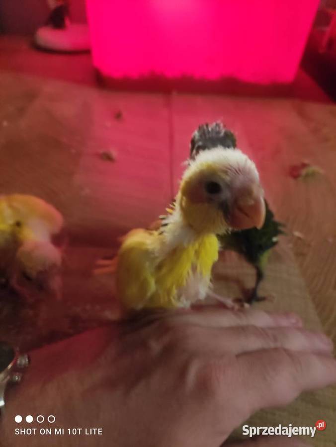 Ręcznie karmione papużki Modrolotki sprzedam Zgierz